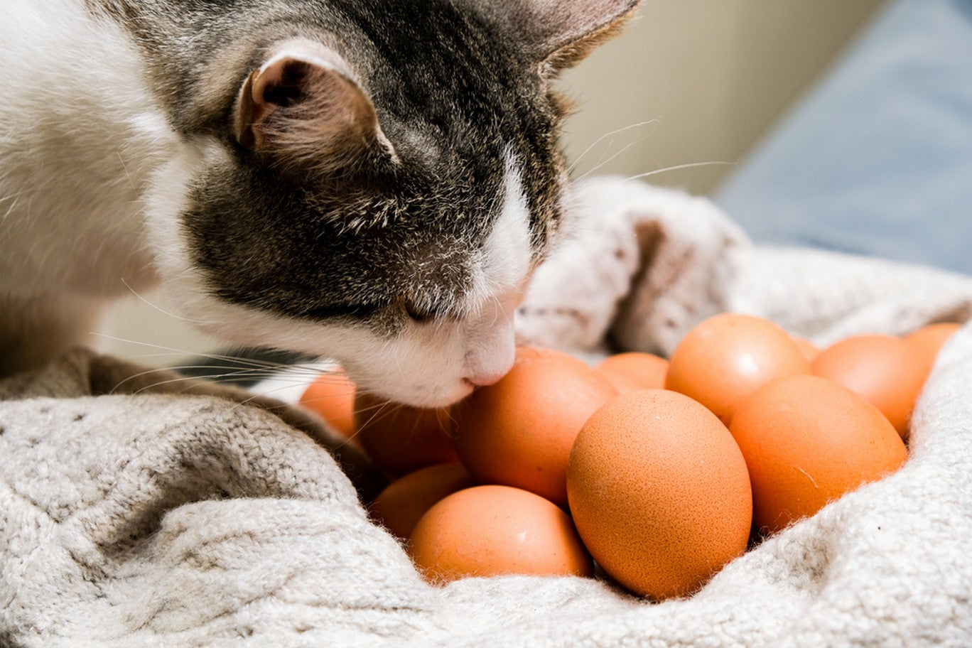 آیا تخم مرغ برای گربه مناسب است؟